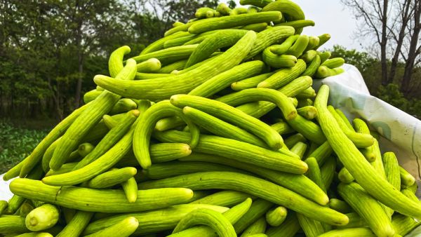 الفقوس في الرجيم: هل يساعد على خسارة الوزن؟