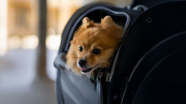 الاتحاد للطيران تقدّم عرضاً خاصاً للسفر مع الحيوانات الأليفة