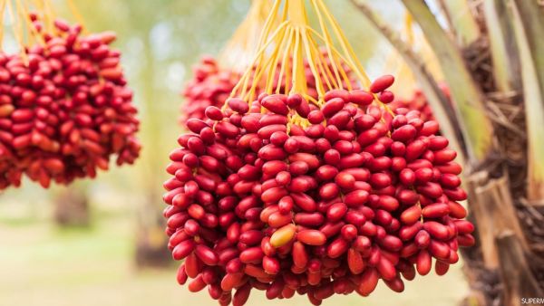 تفسير أكل البلح في المنام ودلالاته لابن سيرين
