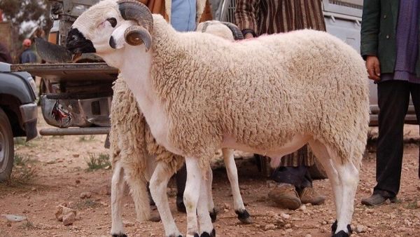 تفسير الأضحية في المنام
