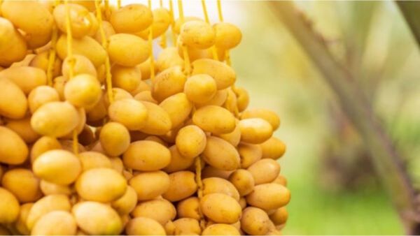 تفسير حلم البلح الاصفر