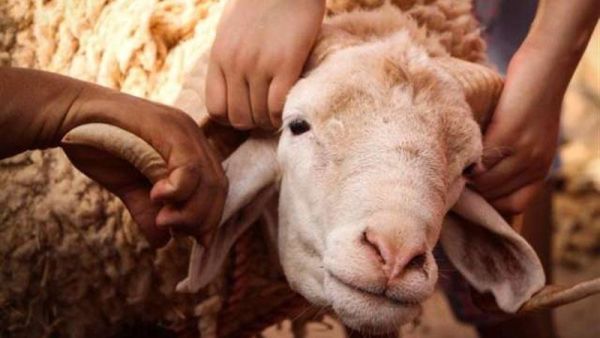 تفسير حلم ذبح الخروف في البيت