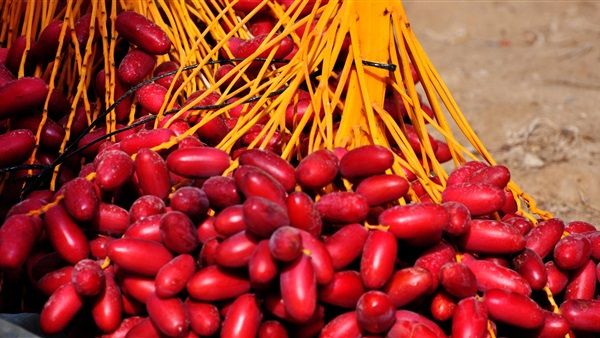 حلم البلح الاحمر