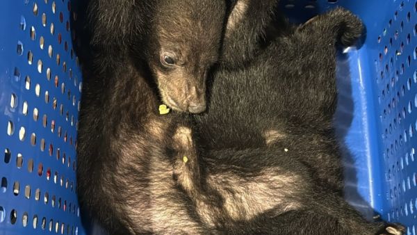 Dubai Customs intercepts rare wildlife smuggling attempt under CITES rules