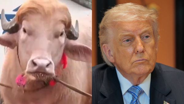 "Trump’s Animal Twin": Rare blond buffalo becomes an Eid-Adha star