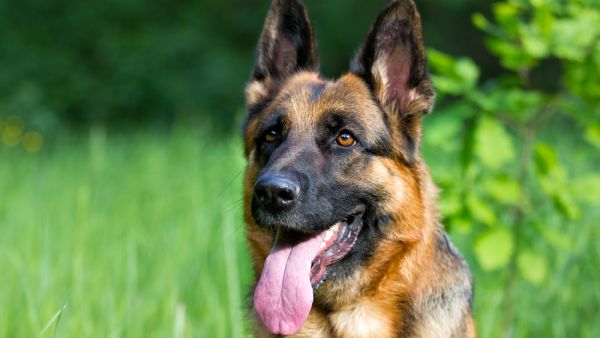 German shepherd dog 