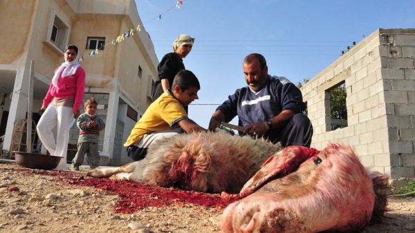 السلامة أثناء الذبح.. إرشادات مهمة لتجنب الحوادث في العيد