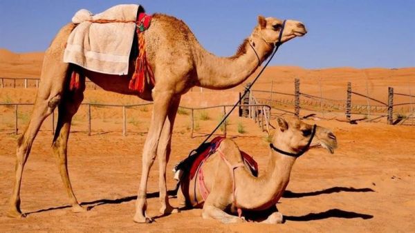 الناقة في المنام