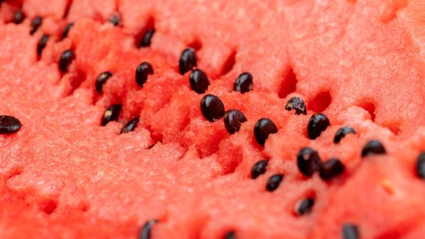كنز غذائي نرميه دون أن ننتبه… بذور البطيخ تستحق فرصة ثانية!