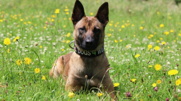 الإمارات للشحن الجوي تتعاون مع منظمة " Dogs 4 Wildlife" لدعم جهود مكافحة الصيد الجائر