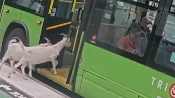Video: Goats caught taking a surprise ride on public bus in Oregon