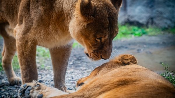 Lions at Japan zoo