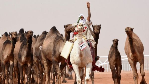 At least 14 camels have been reportedly disqualified from the month-long King Abdulaziz Camel Festival (AFP/File Photo)

