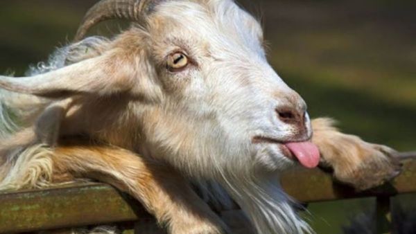 وفاز لينكولن بـ13 صوتا متفوقا على الكلب "سامى" الذي حصل على 10 أصوات، بينما حصد المرشحون الآخرون مجتمعين 30 صوتا.

