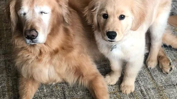Charlie (left), the blind golden retriever, with his helper puppy, Maverick (right), by his side (Instagram)