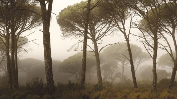 A pine forest in Lebanon. (Facebook) 