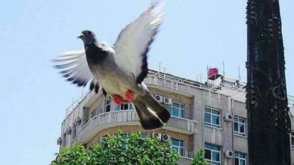 ياسمين دمشق وجمامها