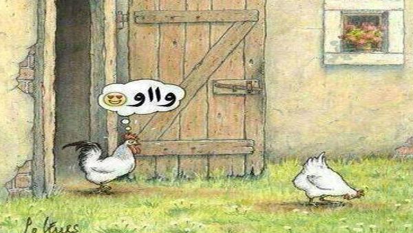 ماله الديك؟