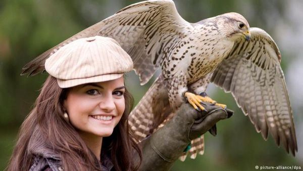 ما احلى الصقر