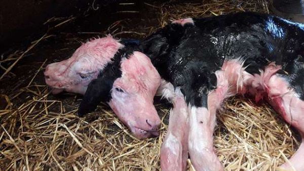 Two-Headed Calf  (Twitter)