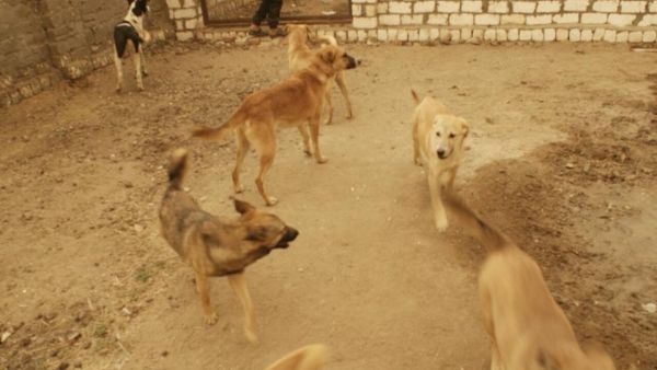 Dogs at the Habiba and Friends Animal Shelter in Cairo (Facebook)