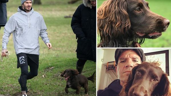 ديفيد بيكهام