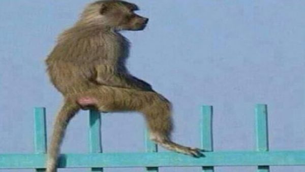 على شو بيطلع..؟