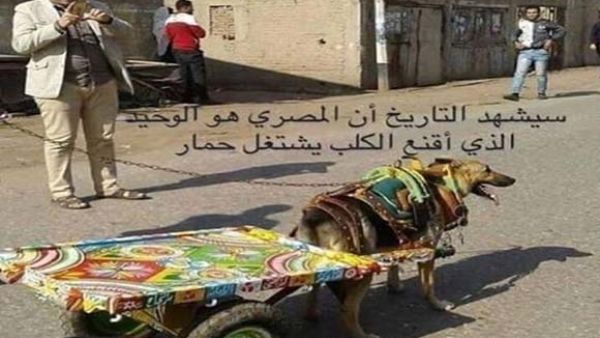 كلب ولا حمار