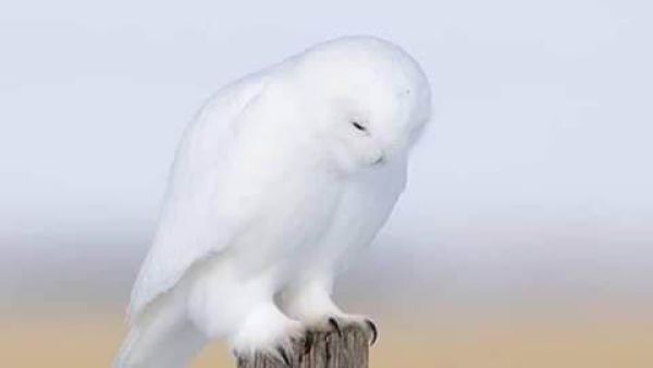 الشبح الابيض