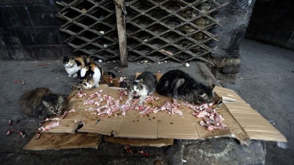 A woman was found with 40 cats (AFP/File Photo)