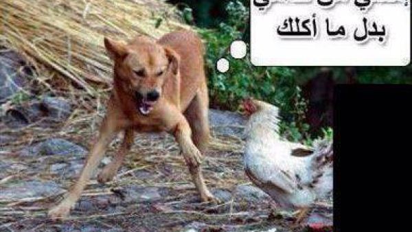 الكلب والديك