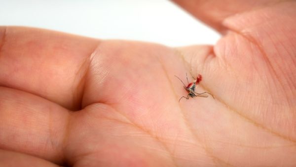 حمى الضنك مرضٌ فيروسيٌ يصيبُ الإنسانَ عن طريقِ لدغات البعوض

