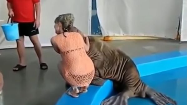 هي وأسد البحر- الفيديو اعلى يسار الصفحة