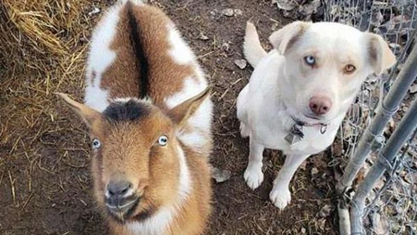The goat and white Lab looked to be on their best behavior in this picture (Facebook) 