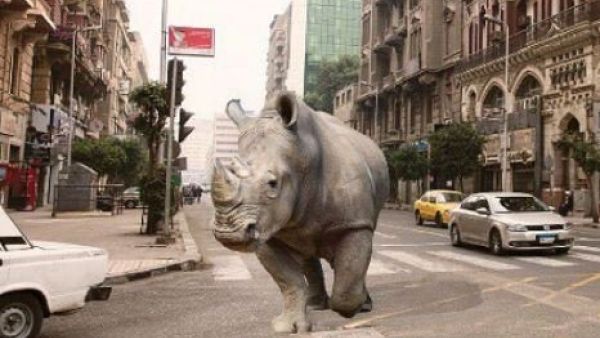 D-CAF in Cairo (Twitter)