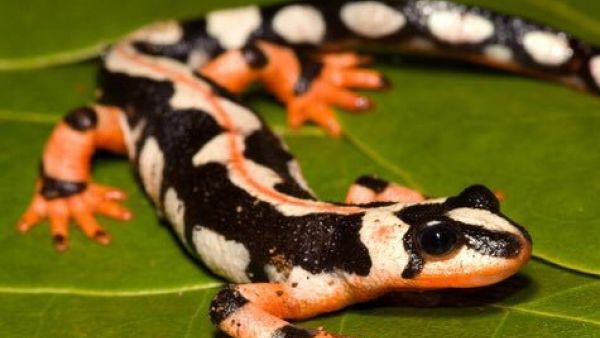 Kaiser's mountain newt (Twitter)