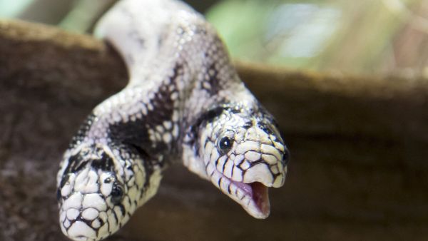 Two-headed snake goes on a European tour (Twitter)