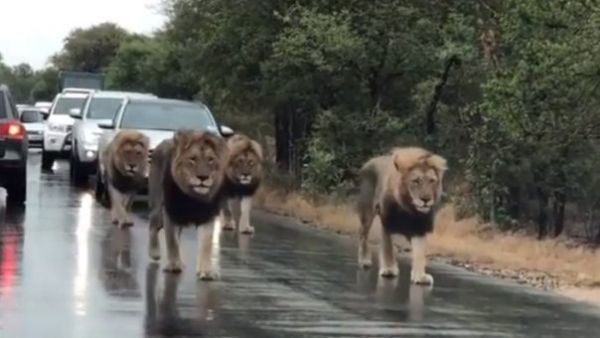 Lions halt traffic (Twitter)