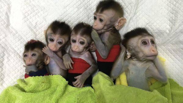 Five cloned monkeys (Twitter)