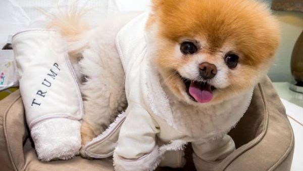 World's cutest dog (Twitter)