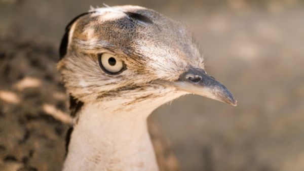 Asian Houbara (Shutterstock)