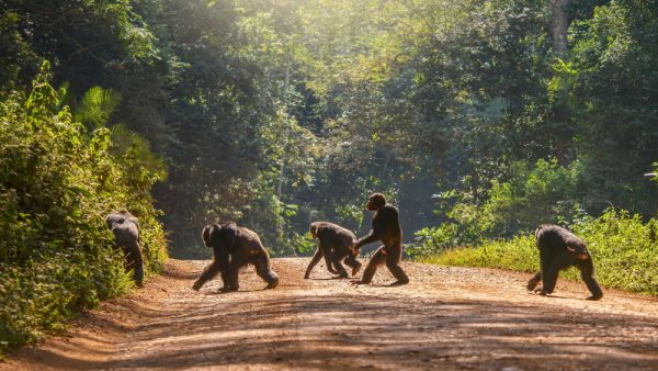 Chimpanzee walking upright, like a human, across a dirt road (Shutterstock)