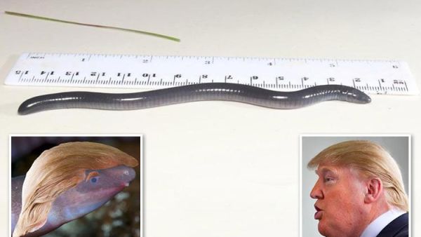 ديرموفيس دونالد ترامبي