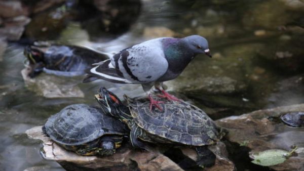 The pigeon has been taken into custody to make sense of the microfilm.