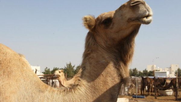 كلف حوار الناقة مبلغ 5 ملايين ريال.