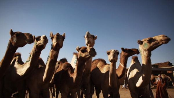 تمنى الطفل امتلاك اثنين من افضل مزايين الابل. 