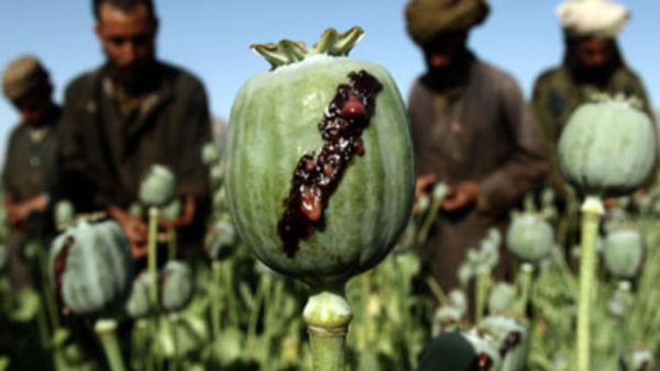 حجم الانتاج الهائل للافيون يهدد بتحول أفغانستان في السنوات المقبلة الى “دولة جريمة ومخدرات”