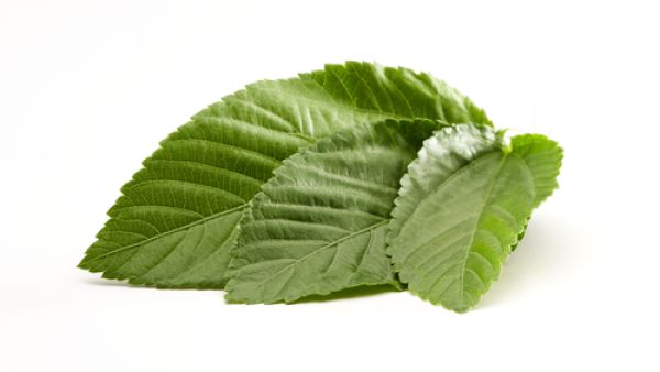 الملوخية هي من النباتات الزهرية التي تضم من 40 إلى 100 صنف الملوخية هي من النباتات الزهرية التي تضم من 40 إلى 100 صنف