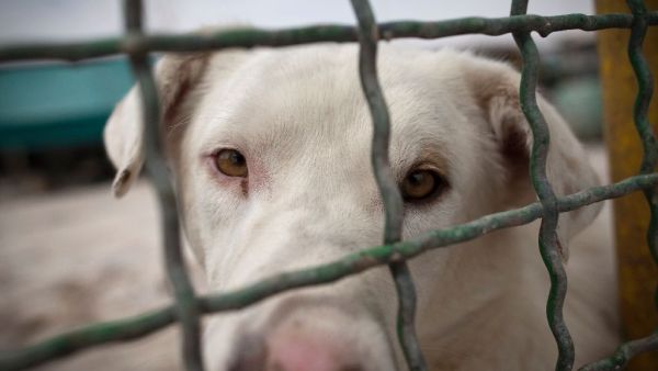 A stray dog stares from behind the fence at the Vafa animal shelter in the town of Hashtgerd, some 70 kms west of Iran's capital Tehra. (AFP/Behrouz Mehri)