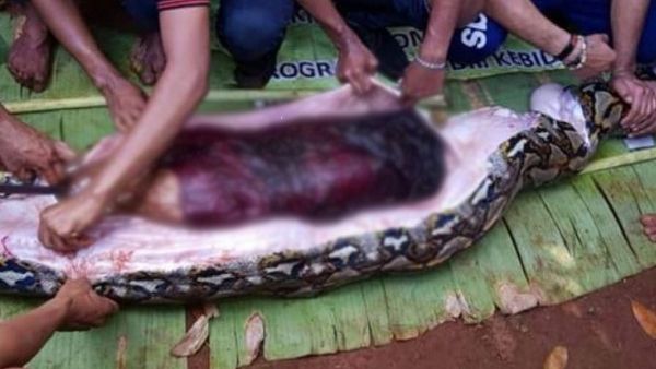 54-year-old woman in the stomach of a seven-metre python on Muna island, Indonesia (Twitter)